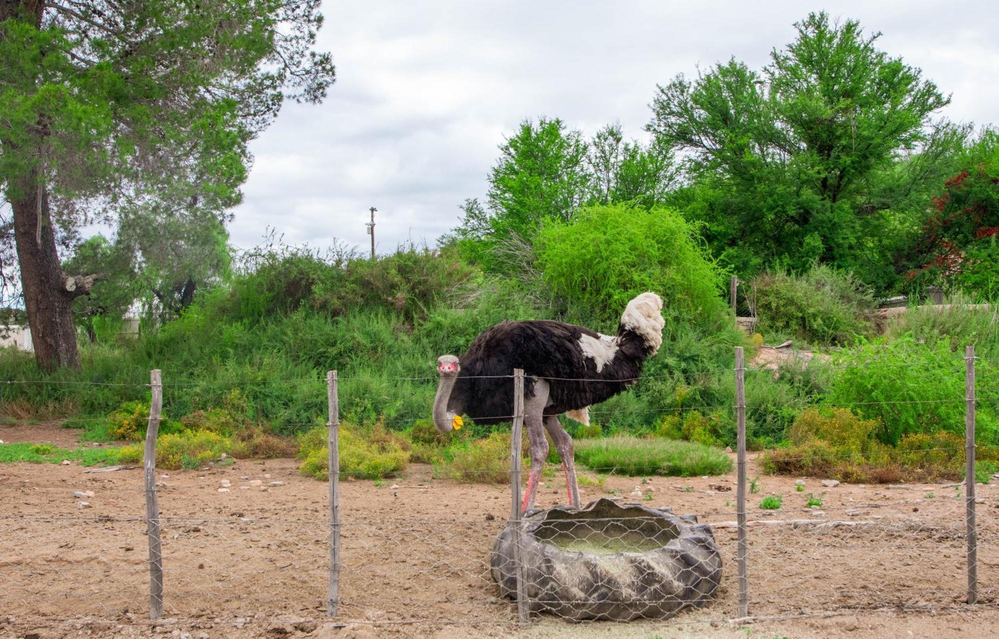 Bakenskraal Ostrich Palace أوتشورن المظهر الخارجي الصورة